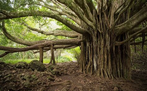  Under the Shade of the Banyan Tree - Eine Symphonie der vietnamesischen Seele und die Sehnsucht nach Heimat